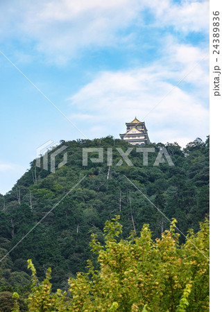 山頂にそびえる岐阜城 24389836