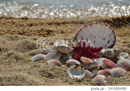 Pile of Seashells on the Beach 24390480