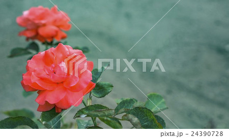 薔薇 (アーティストリー) 薔薇 (アーティストリー) 24390728