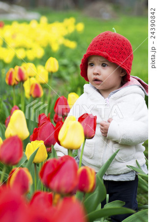 Adorable toddler girl gathering tulips Adorable toddler girl gathering tulips 24390842