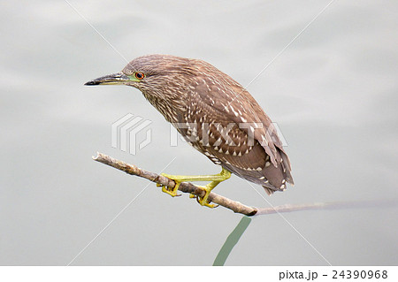 Subadult night heron standing on a branch 24390968