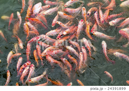 fish are chasing food fish are chasing food 24391899