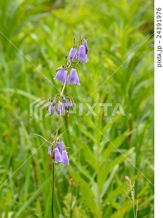 夏の入笠湿原 -ツリガネニンジンなどの花咲く 夏の入笠湿原 -ツリガネニンジンなどの花咲く 24391976