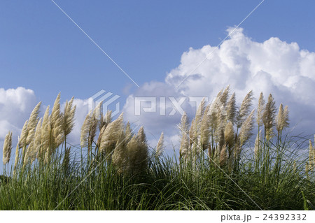 パンパスグラス 24392332