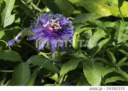 時計草 時計草 24392333