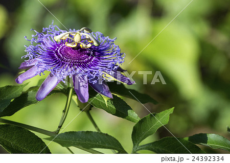 時計草 時計草 24392334