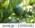 ８月のまだ青い宇和島産温州みかん 24392481