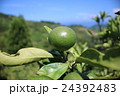 ８月のまだ青い宇和島産温州みかん 24392483