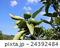 ８月のまだ青い宇和島産温州みかん 24392484