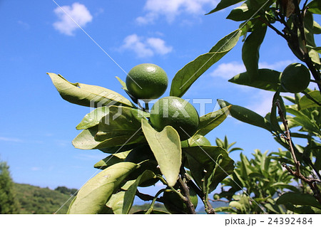 8月のまだ青い宇和島産温州みかん 8月のまだ青い宇和島産温州みかん 24392484