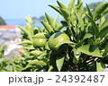 ８月のまだ青い宇和島産いよかん 24392487