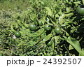 ８月のまだ青い宇和島産温州みかん 24392507