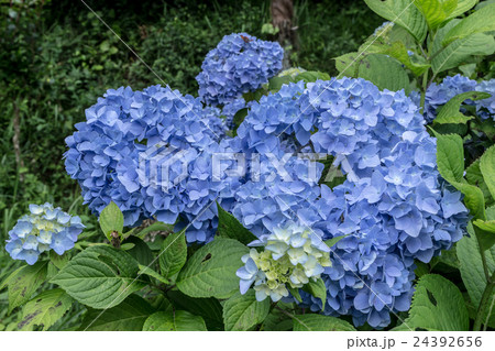 紫陽花(アジサイ)の装飾花の花房の資料 紫陽花(アジサイ)の装飾花の花房の資料 24392656