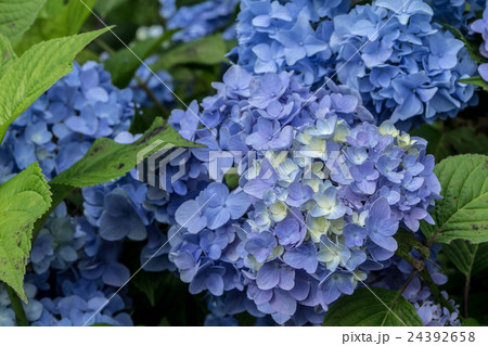 紫陽花（アジサイ）の装飾花の花房の資料 24392658