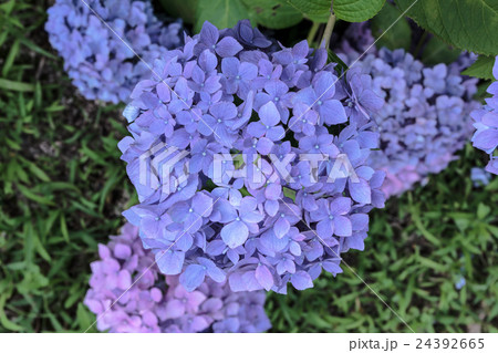紫陽花 アジサイ の装飾花の花房の資料の写真素材