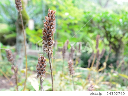 夏に花が枯れるウツボグサ　-　別名：夏枯草 24392740