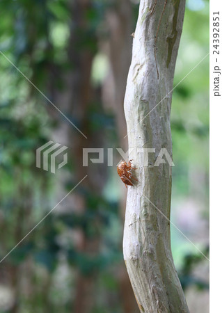 蝉の抜け殻 蝉の抜け殻 24392851