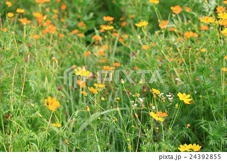 キバナコスモス キバナコスモス 24392855