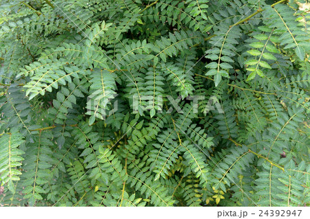 山椒（サンショウ）の奇数羽状複葉の資料 24392947