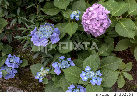 紫陽花（アジサイ）の花房の資料 24392952