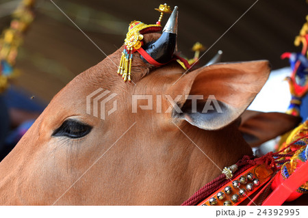 sapi sonok sapi sonok 24392995