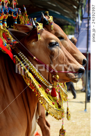 sapi sonok sapi sonok 24392997