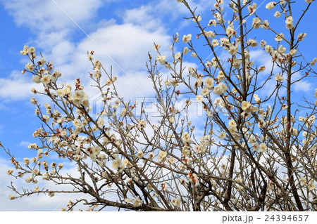 梅の花 24394657