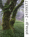 大峰山寺への道 24399377