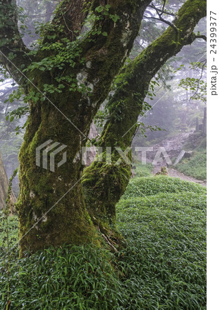 大峰山寺への道 大峰山寺への道 24399377