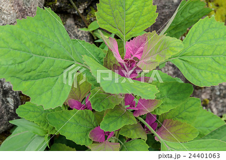 藜（アカザ）の若苗の資料 24401063