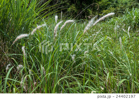 茅(チガヤ)の綿毛の資料 茅(チガヤ)の綿毛の資料 24402197