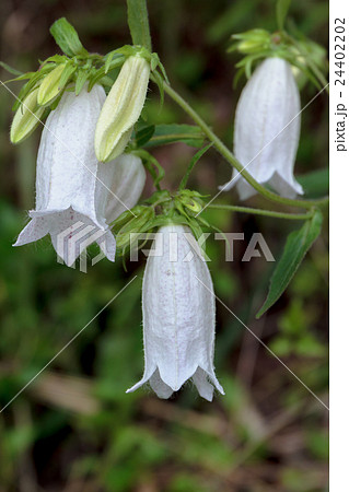 蛍袋・釣鐘草（ホタルブクロ・ツリガネソウ）の鐘形花冠の資料 24402202