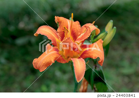 藪萱草・忘れ草(ヤブカンゾウ・ワスレグサ)のユリ形花冠の資料 藪萱草・忘れ草(ヤブカンゾウ・ワスレグサ)のユリ形花冠の資料 24403841