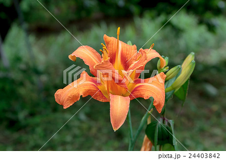 藪萱草・忘れ草（ヤブカンゾウ・ワスレグサ）のユリ形花冠の資料 24403842