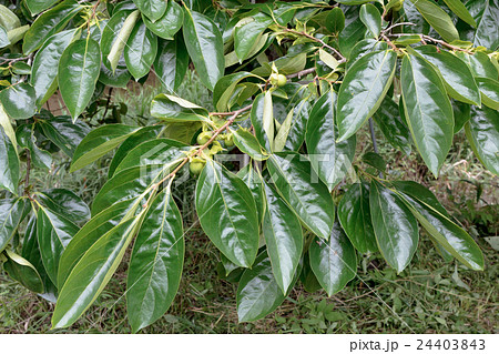 柿の木（カキノキ）の青葉と未熟な液果の資料 24403843