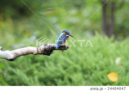 カワセミ 24404047