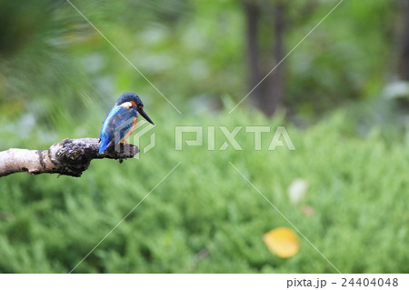 カワセミ 24404048