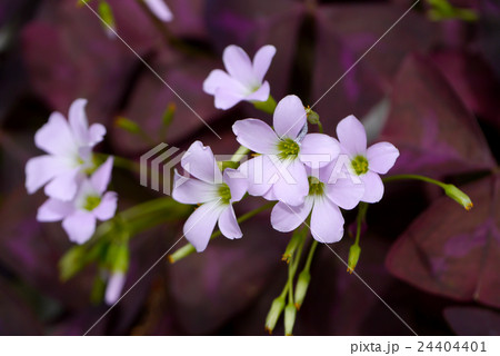 Pink oxalis flower. (Butterfly night flower) 24404401