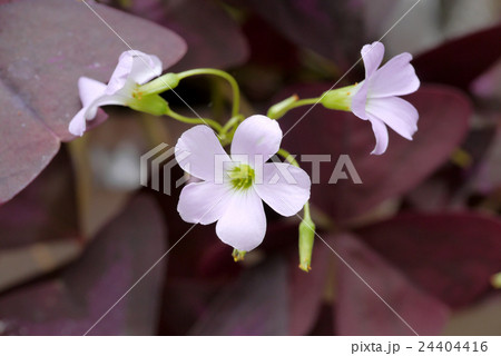 Pink oxalis flower. (Butterfly night flower) 24404416