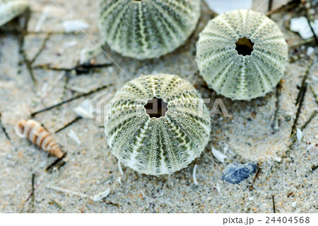 Remains of urchin on the beach Remains of urchin on the beach 24404568