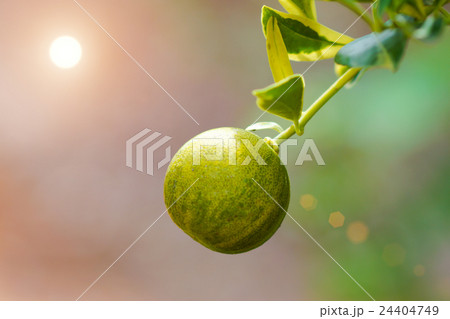 Ornamental varieties for gardening 24404749