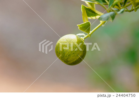 Ornamental varieties for gardening 24404750