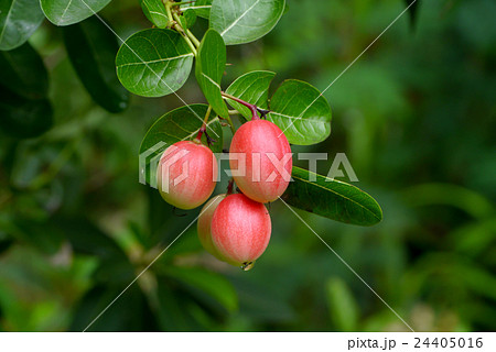 Super fruit (Carissa carandas Linn.) 24405016