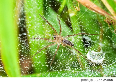 Drops of dew on the spider-web Drops of dew on the spider-web 24405066