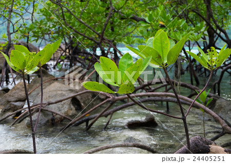 litle mangrove tree in forest island 24405251
