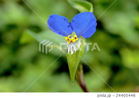 露草・帽子花(ツユクサ・ボウシバナ)の花冠の資料 露草・帽子花(ツユクサ・ボウシバナ)の花冠の資料 24405446