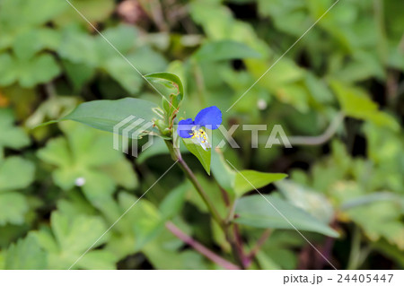 露草・帽子花(ツユクサ・ボウシバナ)の花冠の資料 露草・帽子花(ツユクサ・ボウシバナ)の花冠の資料 24405447