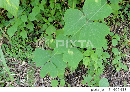 葛(クズ)の三出複葉の資料 葛(クズ)の三出複葉の資料 24405453