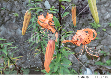 鬼百合・天蓋百合(オニユリ・テンガイユリ)のユリ形花冠の資料 鬼百合・天蓋百合(オニユリ・テンガイユリ)のユリ形花冠の資料 24405740