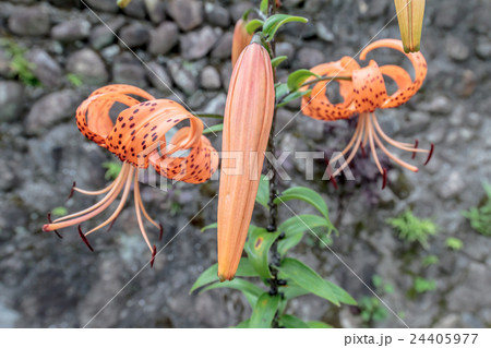 鬼百合・天蓋百合(オニユリ・テンガイユリ)の蕾の資料 鬼百合・天蓋百合(オニユリ・テンガイユリ)の蕾の資料 24405977